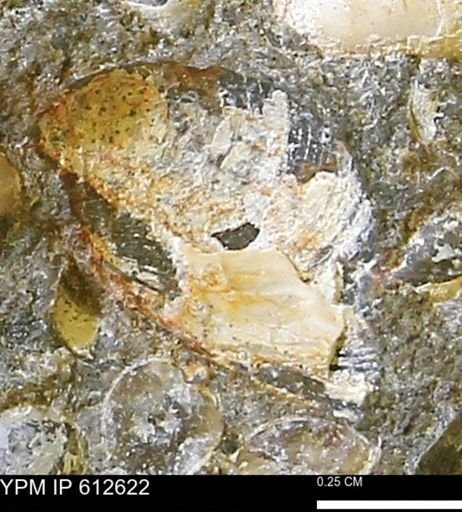 undet. Bivalvia