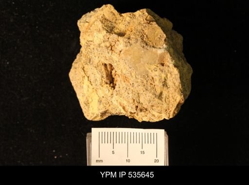 Owenella cf. antiquata