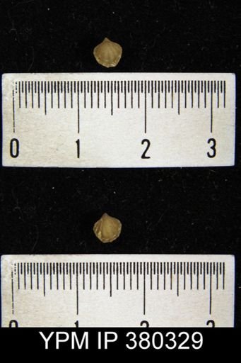 Atrypina disparilis