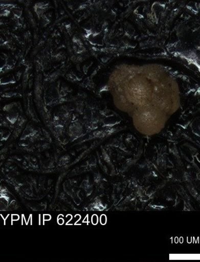 undet. Foraminiferida