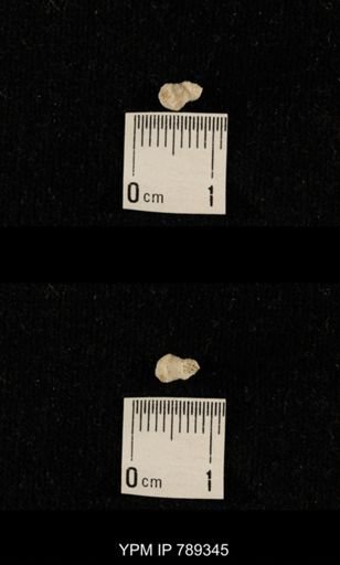 undet. Bryozoa