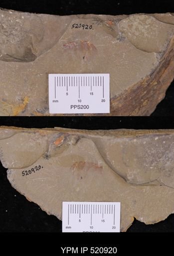 undet. Aglaspida