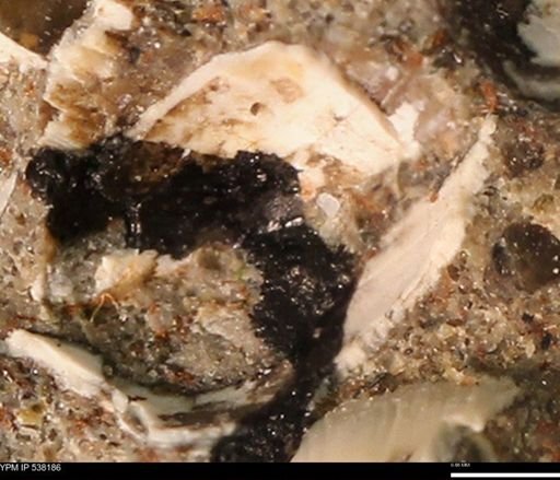 Corbulamella gregaria
