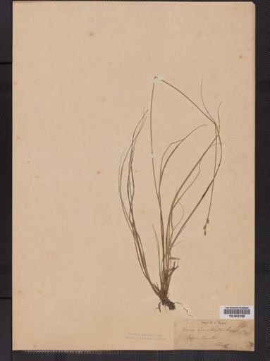 Carex tenuiflora