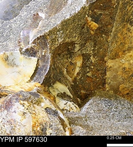 undet. Bivalvia