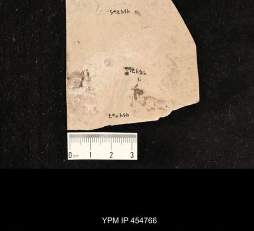undet. Coleoptera