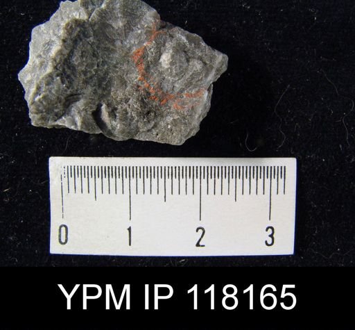 Dalmanella elegantula submedia