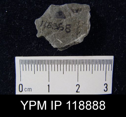 Lingula subacutriostris