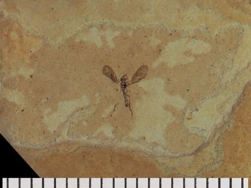undet. Diptera