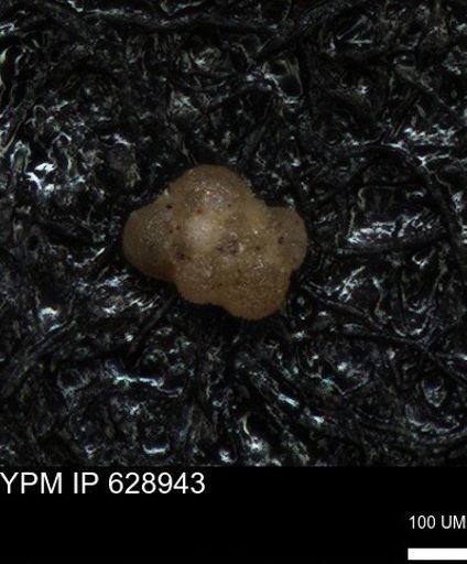 undet. Foraminiferida