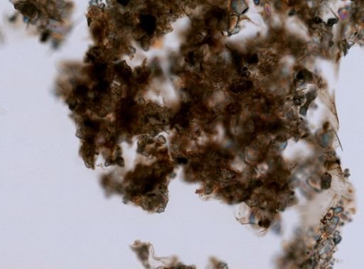 cf. Dysidea