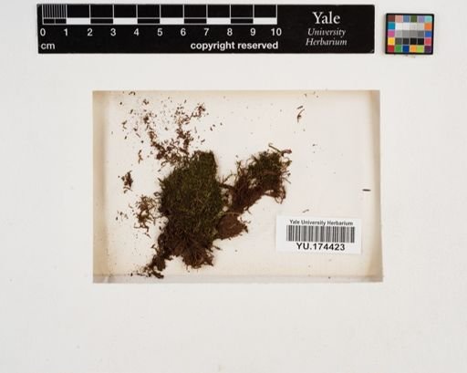 Plantae