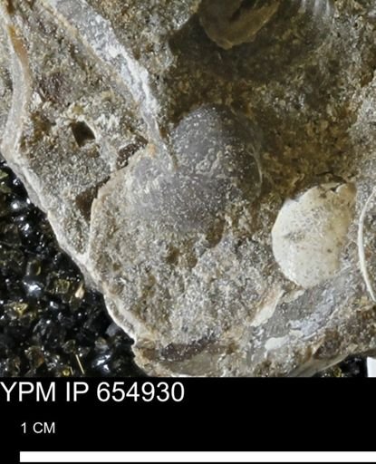 Mollusca