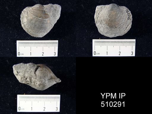 Atrypa sp.