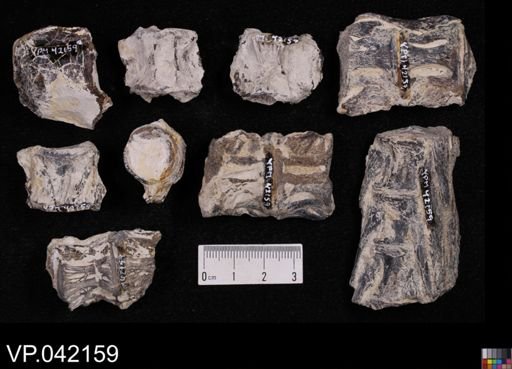 undet. Actinopterygii