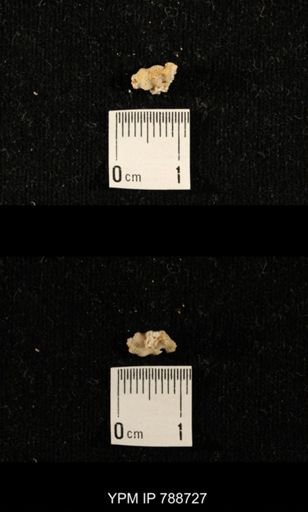 taxon undetermined