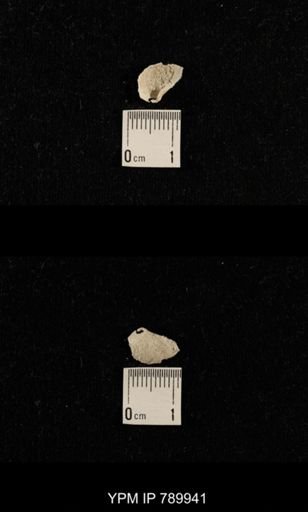 undet. Brachiopoda