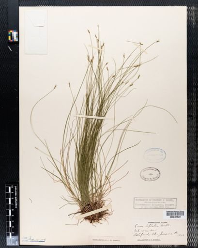 Carex leptalea