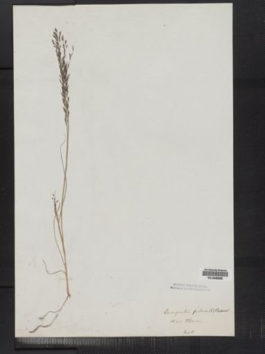 Eragrostis pilosa