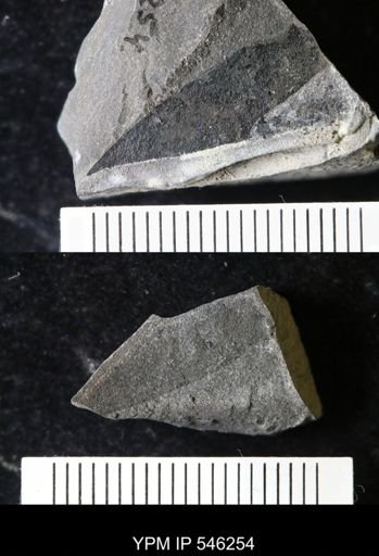 undet. Eurypterida