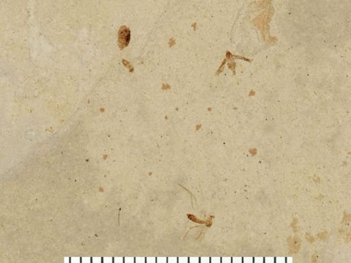 undet. Tipulidae