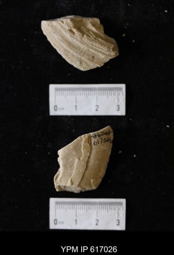 Proparreysia sp.