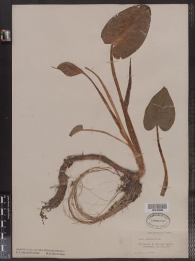 Calla palustris