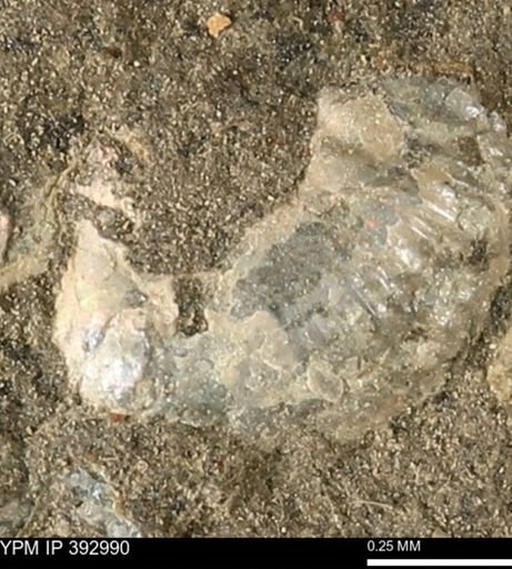 Scaphites sp.