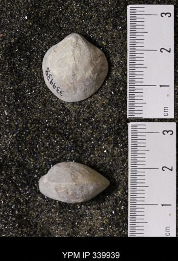 Kingena wacoensis