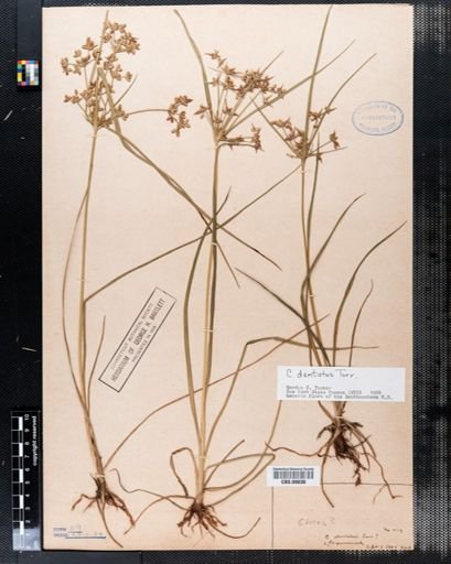 Cyperus dentatus