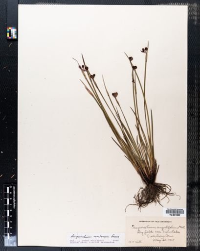 Sisyrinchium montanum