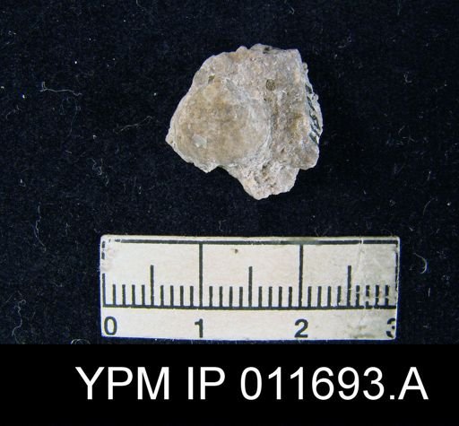 Marginifera manzanica