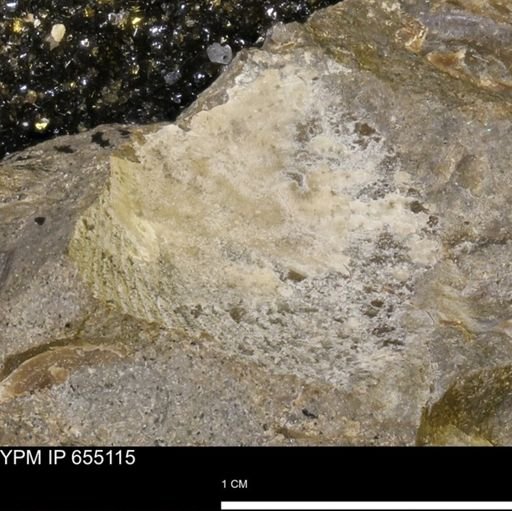 Oxytoma (Hypoxytoma)?