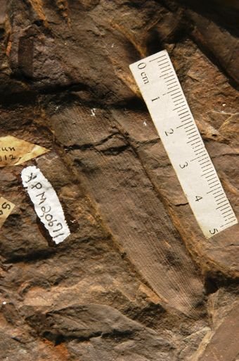 Podozamites lanceolatus