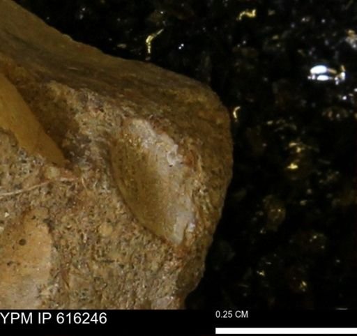 Protocardia subquadrata