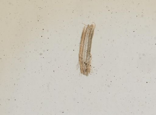 Somatogyrus subglobosus