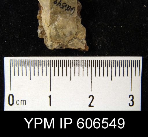 Crania anticostiana