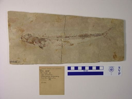 Thrissops sp.