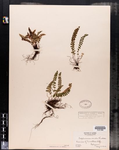 Asplenium viride