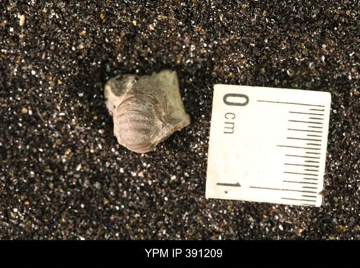 Scaphitidae