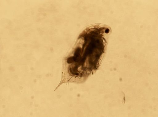 Daphnia pulex