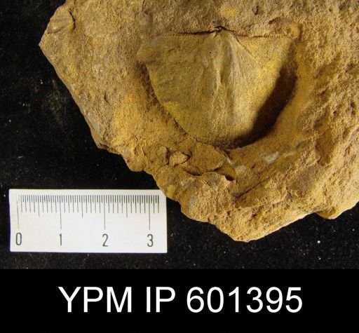 Rhenostropheodonta rhenana