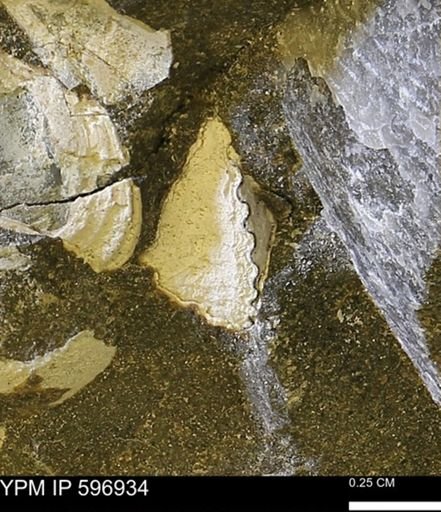 undet. Bivalvia