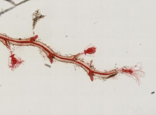 Obelia
