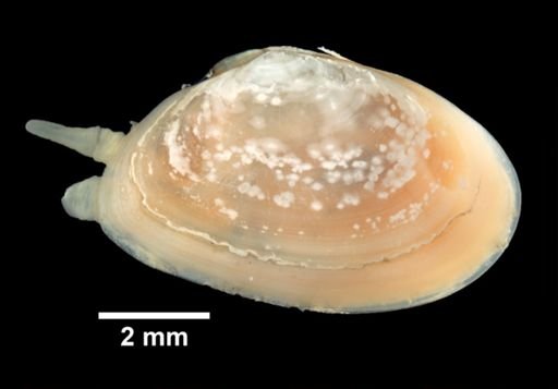 Tellina agilis