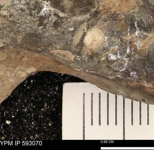 undet. Bivalvia