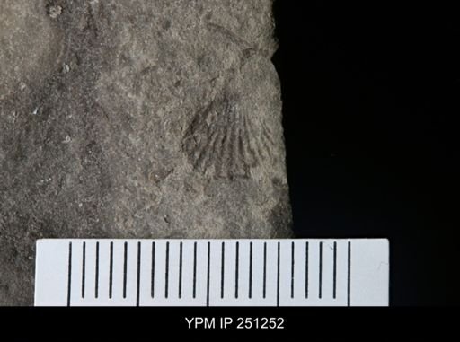 undet. Rhynchonellida