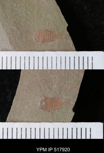 undet. Synziphosurina