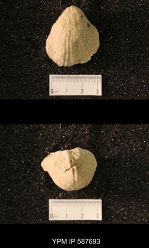 Virgiana barrandei