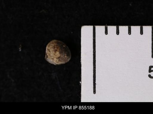 Protocardia subquadrata